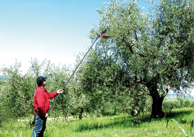Raccolta olive con abbacchiatore pneumatico Lisam su asta