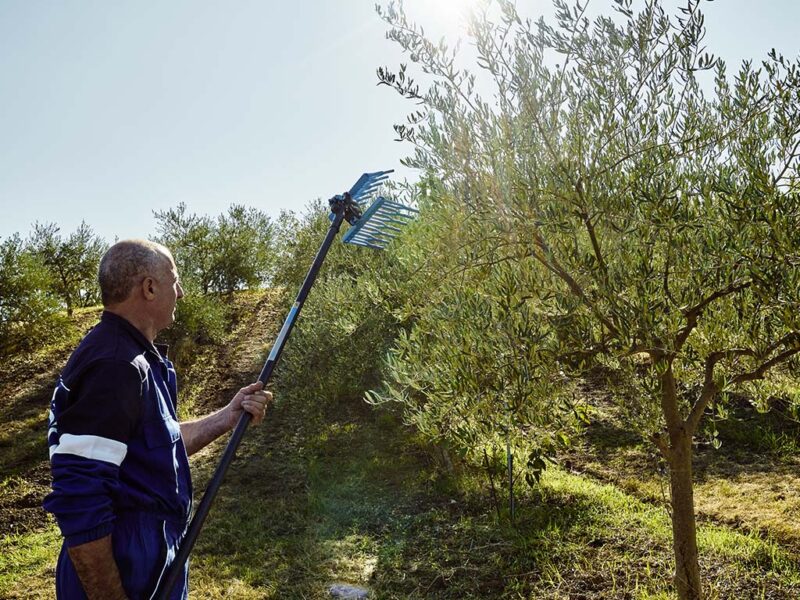Raccolta olive con Campagnola Olistar Metal Top abbacchiatore pneumatico su oliveto