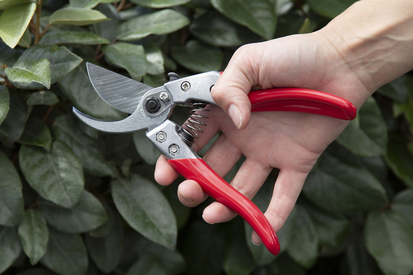 Forbici da potatura ARS serie VS-XZ in uso su vegetazione