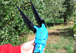 Abbacchiatore elettrico Lisam Oliveco in oliveto durante la raccolta delle olive