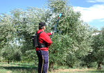 Operatore con abbacchiatore elettrico Lisam Oliveco per raccolta olive in oliveto