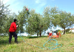 Raccolta olive con abbacchiatore pneumatico Lisam V8 Evo in oliveto