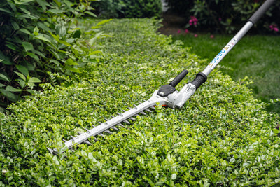 Tosasiepi Stihl HL-KM 145° in taglio rasoterra su siepe bassa
