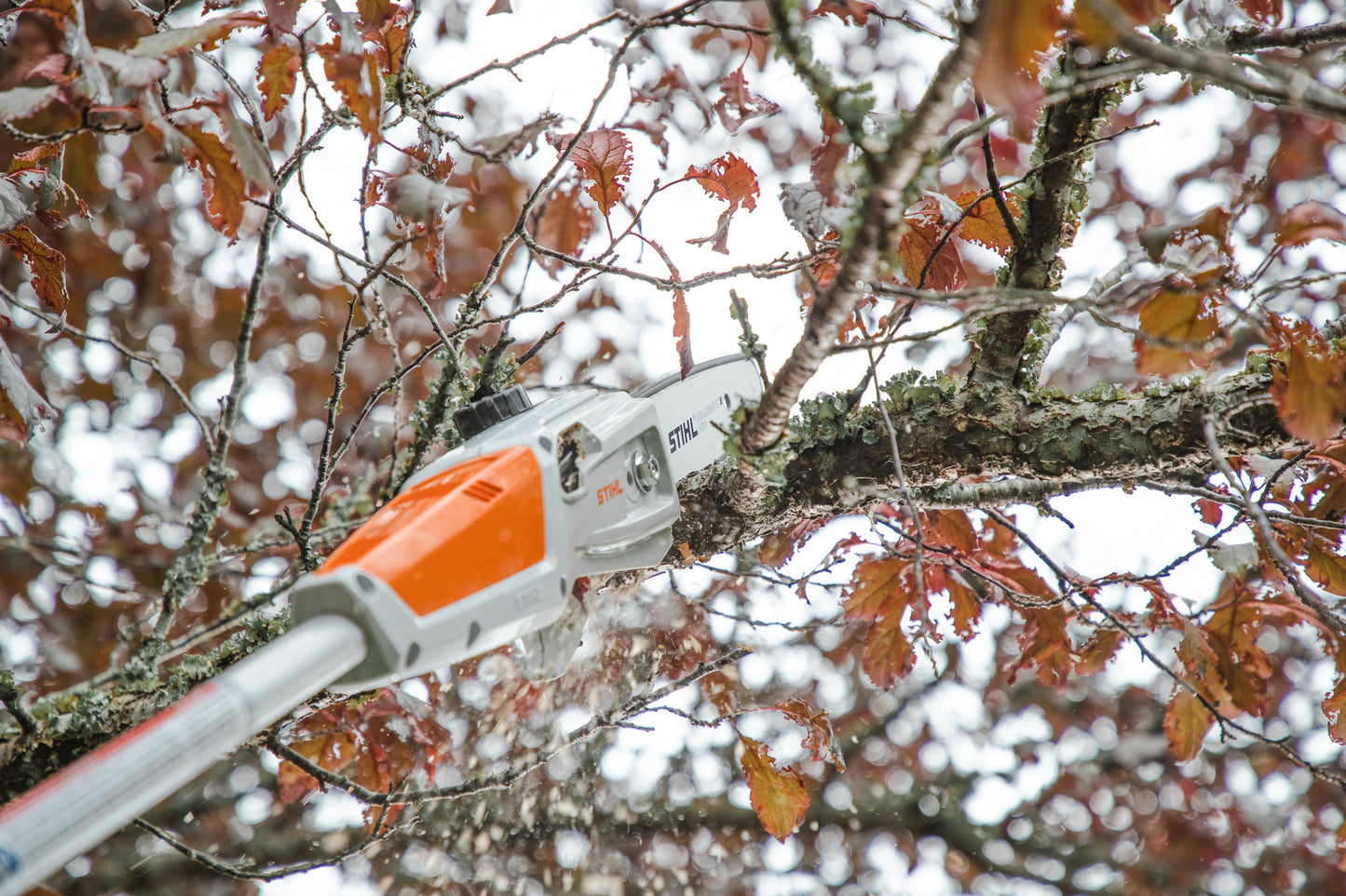 Potatura rami alti con potatore a batteria Stihl HTA 50 in uso su chioma