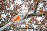 Potatura rami alti con potatore a batteria Stihl HTA 50 in uso su chioma