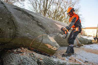Motosega Stihl MS 661 C-M in uso su tronco di grande diametro
