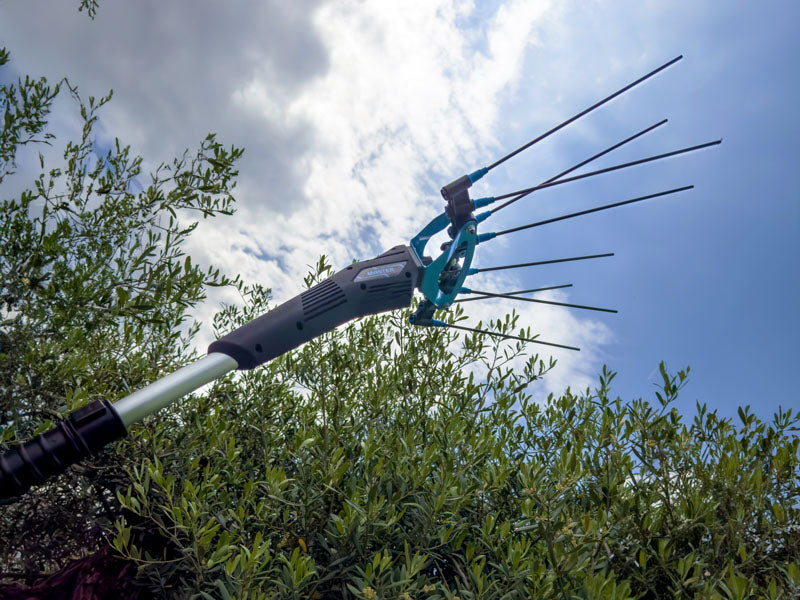 Testata Campagnola Master con doppio pettine e rebbi in carbonio per raccolta olive